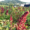 아마란스 이미지