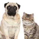 힘찬동물병원 이미지