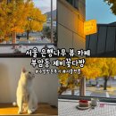 은행다방 | [종로/부암동] '부암동 제비꽃다방' 서울 은행나무 뷰 카페 추천, 서울 은행나무 카페, 부암동 데이트