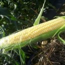 모단농장 이미지