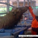 행복한사슴농장 이미지