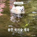 동이애견 | 용인 애견동반 계곡 식당 묵리숲 당일 캠핑 바베큐 가격 및 이용 후기