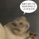뽀글이헤어앞 | 수원 화서역 화서동 미용실 | 화사헤어룸 화서점 - 채림 디자이너 젤리펌