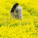 유채와바다 이미지