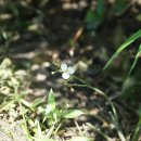 벗풀 Sagittaria trifolia L. 이미지