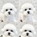 퍼피글랫 이미지