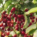 참살이농원 이미지