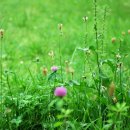 평화의 소리 이미지