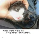 우리집고양이