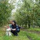 BICHON KOREA 이미지