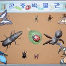 영월곤충박물관 이미지