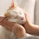 백석동물병원 이미지