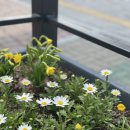 가고파플라워 이미지