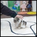 유앤미펫 강아지분양 고양이분양 시흥점 이미지