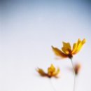 에츠하임 이미지