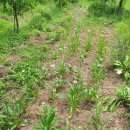 속리산민박 이미지