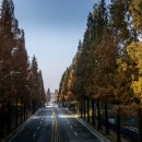 기지시 메타세콰이아 이미지