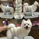 댕댕이 컷 이미지