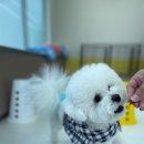 댕스라이프 이미지