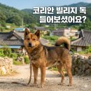 빌리지독 이미지