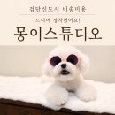 몽이애견미용 | 몽이스튜디오 검단신도시 애견미용, 비숑 미용 드디어 정착한 내돈내산 후기