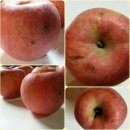 ＜부사＞동북7호 옛날원품종 아삭과즙풍부 당도 찐! 사과 .~ 이미지