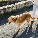 안산 강아지 펫퍼스트 24시 네이버블로그