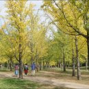 은행나무 이미지