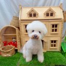 개르띠에 이미지