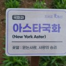 진성아스타