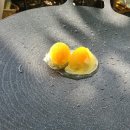 별빛 오토 캠핑장 이미지