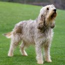 Otter(오터) 이미지