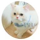 신세계푸드롯데카드 | (히말라얀고양이) 영구놀이해보아요