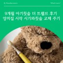 채널트웰브 | <26년 넾다세일> 9개월 아기 칫솔 추천 ✨더 트웰브✨ & 아기 양치질 시작 시기와 칫솔 교체 주기