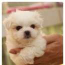 바둑아놀자 이미지