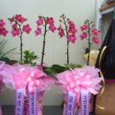 대구동부초등학교 이미지