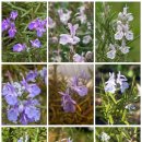 오늘의탄생화-(9월20일) 🌸 로즈메리(Rosemary) 이미지