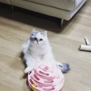 시루냥
