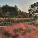 강남구, 서울시 최초 양재천 ‘핑크뮬리’ 정원 조성﻿ 이미지