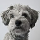 길동물병원 이미지