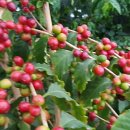 신전원일기 이미지