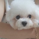 판도라독 이미지