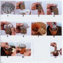 초보를 위한 사진으로 보는 다육 분갈이 방법- 잔뿌리가 많은 다육의 경우(정보함께해요^^) 이미지