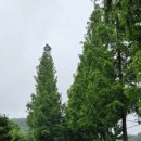 산수랜드 | 아산여행 피나클랜드수목원 여름 수국명소 워크숍 후기