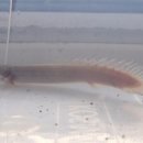 용모 농장 이미지