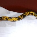 황금장어 이미지