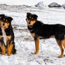 진돗개는 랜드레이스 독(Landrace Dog)이다 이미지