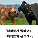 핑코하우스 이미지