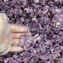 멍솥 | [강아지 화식] 내돈내산 후기 /멍솥 /직접 만들기 / 강아지 화식 레시피 /