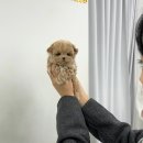 퍼피데이즈강아지분양김포